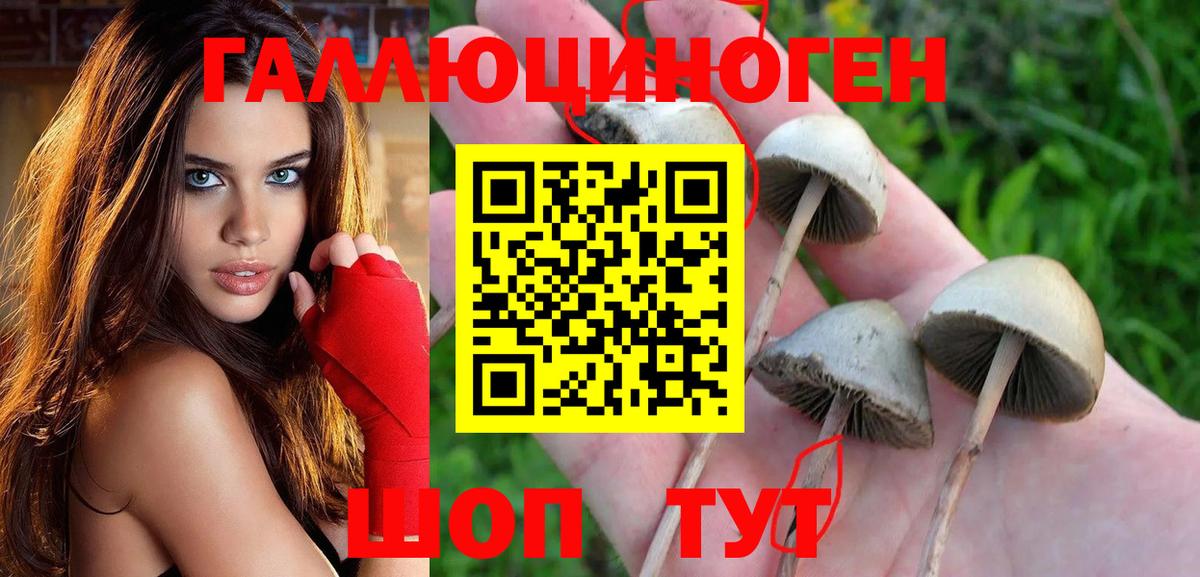 Галлюциногенные грибы GOLDEN TEACHER  Вход с VPN  Псилоцибиновые грибы мицелий  Кизляр 